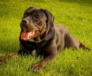 Mastiff: Diese Arten der Schutzhunde gibt es