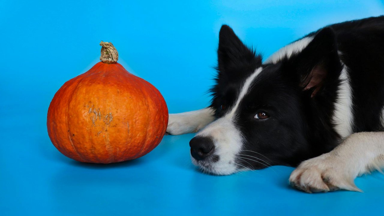 Hunde dürfen Speisekürbisse essen – aber auch deren Kerne?