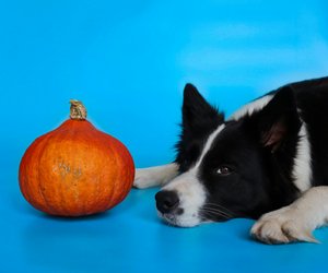 Dürfen Hunde Kürbiskerne essen? Alles, was du wissen solltest