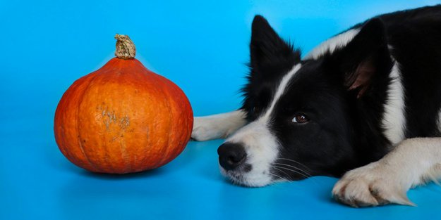 Dürfen Hunde Kürbiskerne essen? Alles, was du wissen solltest