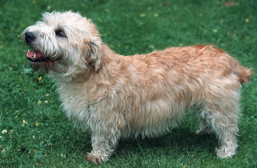 Irish Glen of Imaal Terrier