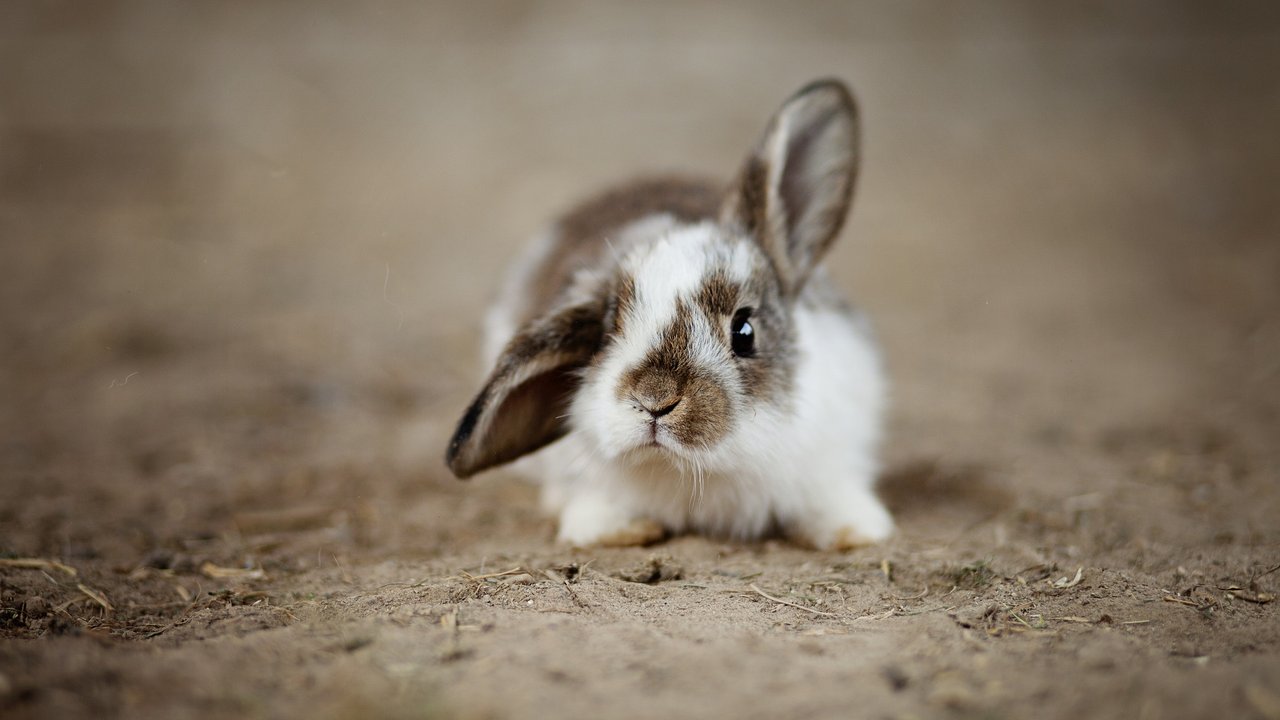 Kaninchen haben einen empfindlichen Verdauungstrakt.