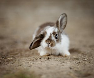 Ist Chinakohl für Kaninchen geeignet? Die Fütterungsempfehlung