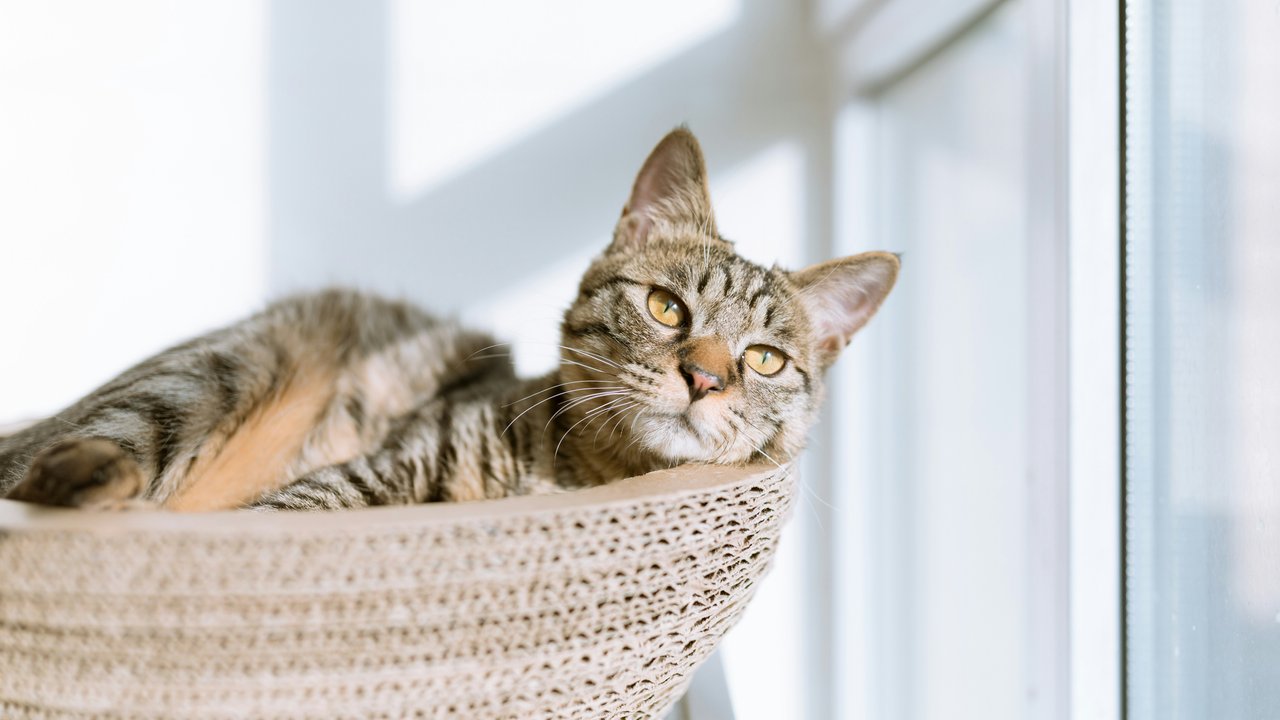 Nicht immer wissen Katzen, was gut für sie ist.