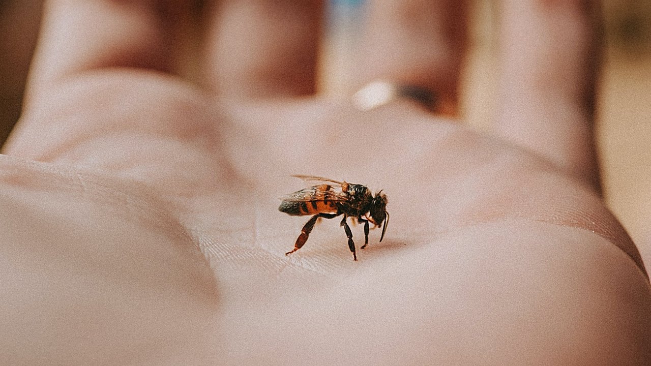 Bienen sind wertvolle Insekten. Aber provoziere sie besser nicht! Wir erklären dir, warum.