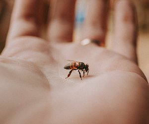 Liebe Biene Maja oder gefährlich? Können Bienen stechen?