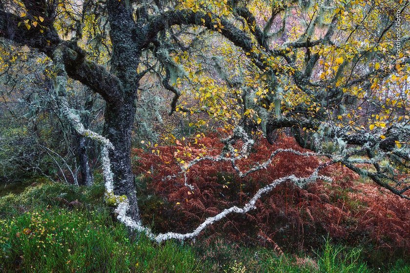 Fortunato Gatto comes across a gnarled old birch tree adorned with pale ‘old man’s beard’ lichens. 