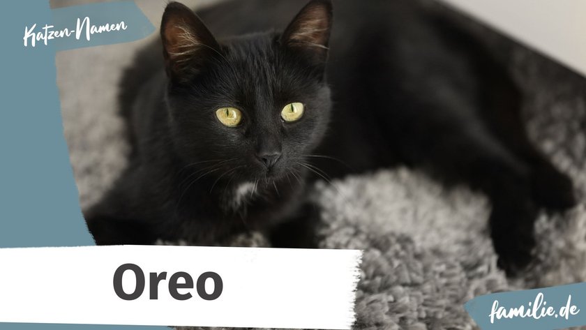 Schwarze Katze Namen: Oreo