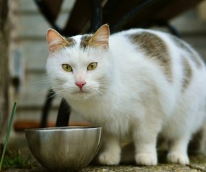 Dürfen Katzen Reis essen? So darfst du sie füttern