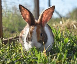 Dürfen Kaninchen Radieschen essen? Das musst du wissen