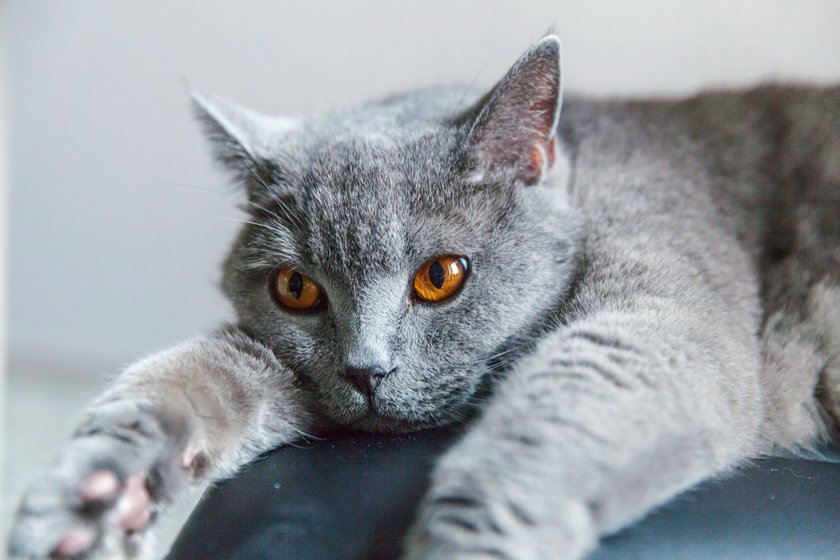 Britische Katze auf schwarzem modernen Stuhl liegend zu Hause