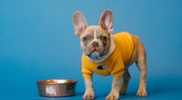 Feinschmecker-Hunde werden dieses Bestseller-Nassfutter lieben