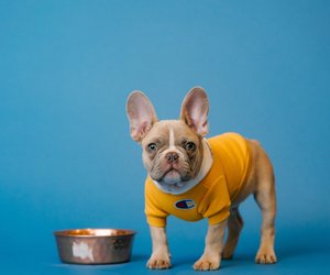 Feinschmecker-Hunde werden dieses Bestseller-Nassfutter lieben