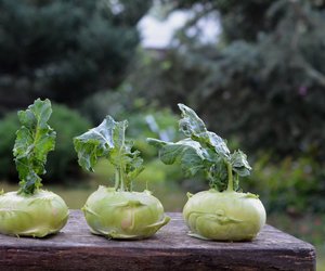 Haltbarkeit von Kohlrabi: Wie lange ist die Knolle essbar?