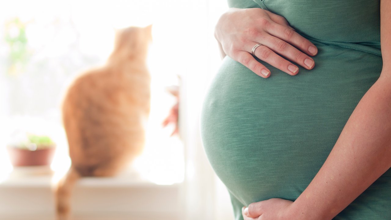 Die Katze war's: Man gibt Katze Schuld an Schwangerschaft seiner Frau