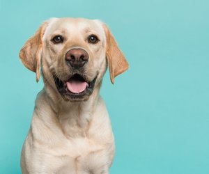 Labrador Retriever: Wahre Hundefans schaffen dieses Quiz garantiert