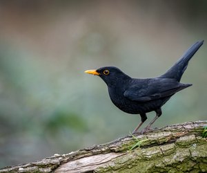 Wie oft brüten Amseln? Die Nester der heimischen Vögel