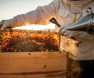Ist Bienenwachs vegan und wofür ist es gut?