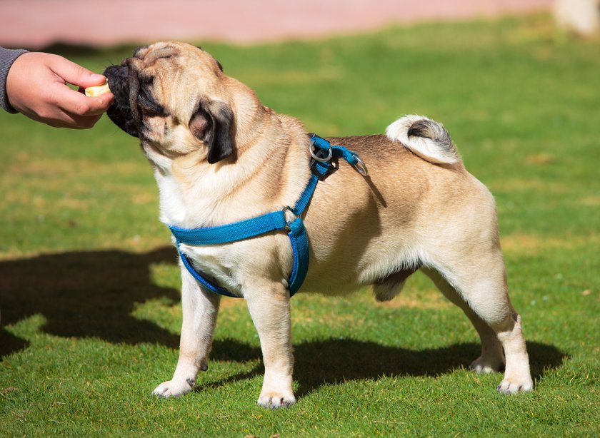 Dog Pug with pleasure eats Banana