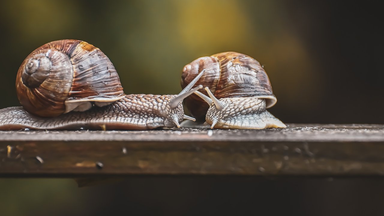 Die langsamen Kriechtiere faszinieren Kinder und Erwachsene.