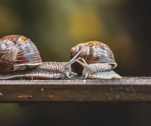 Können Schnecken schwimmen? Ein Blick auf ihre Fähigkeiten im Wasser