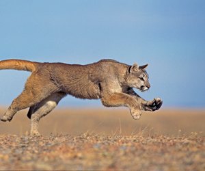 Wo leben Pumas? Die Heimat der kleinen Raubkatzen