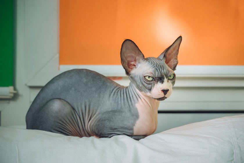 Sphynx