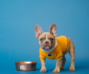 D&#x00FC;rfen&#x20;Hunde&#x20;Haferflocken&#x20;essen&#x3F;&#x20;So&#x20;sind&#x20;sie&#x20;besonders&#x20;bek&#x00F6;mmlich