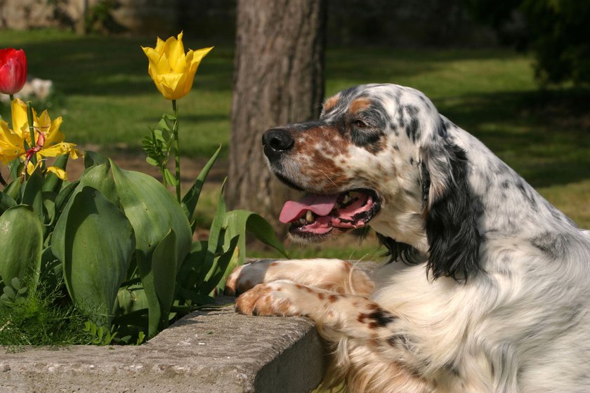 English Setter