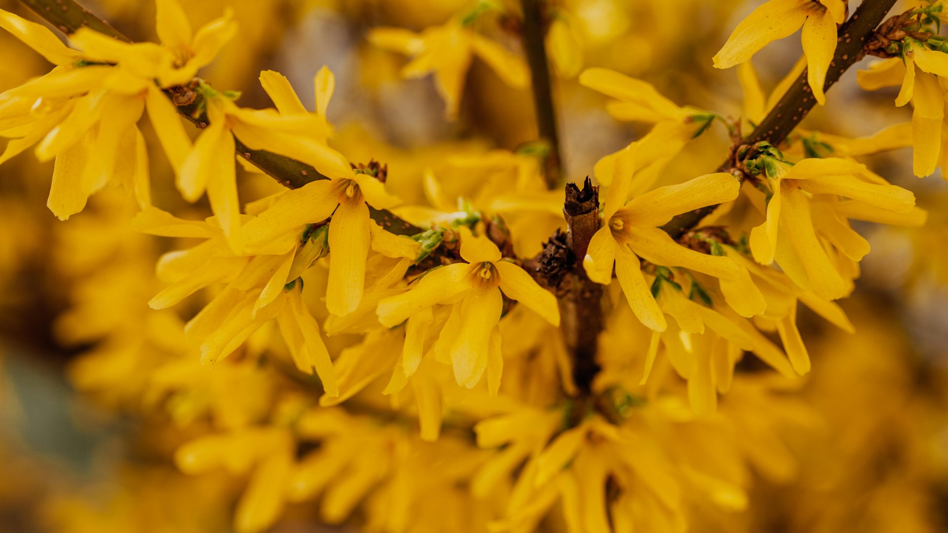  Foto zu Wann blühen Forsythien? Kurz erklärt 