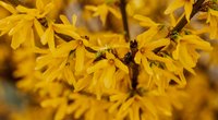 Wann blühen Forsythien? Kurz erklärt