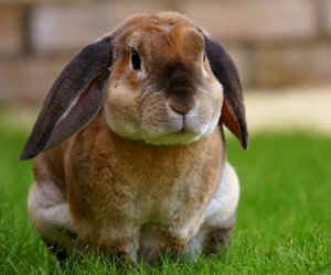 Dürfen Kaninchen Spinat essen? Das musst du wissen 