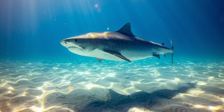 Haie: Wo leben die bekannten Meeresbewohner genau?
