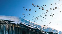 Welche Vögel fliegen in den Süden? Wir erklären es für Kinder