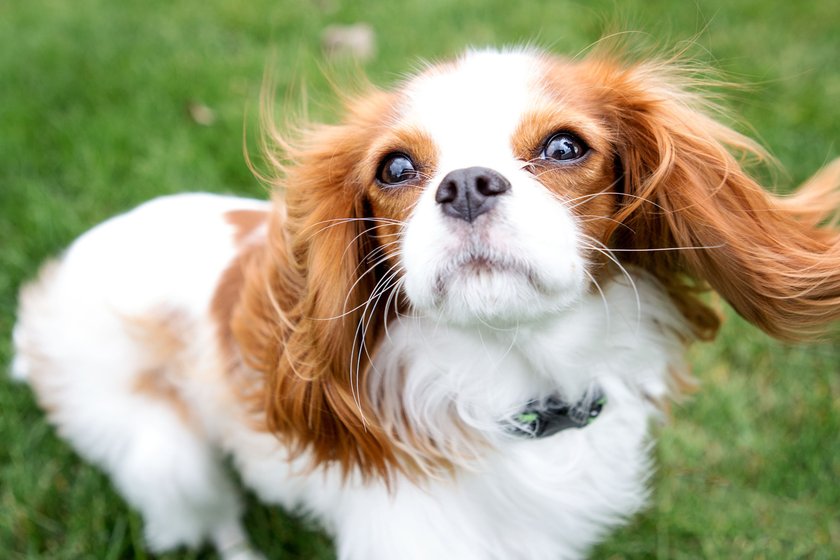 Cavalier King Charles Spaniels mit flatternden Ohren im Wind