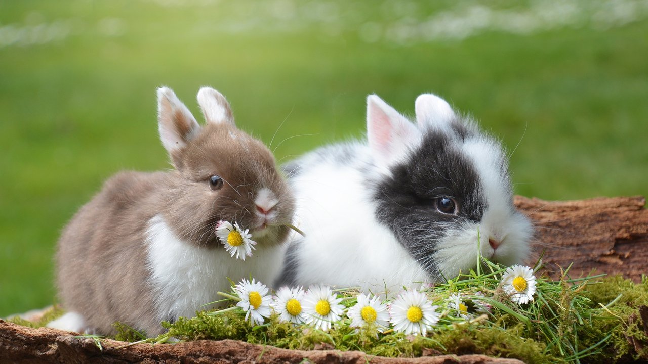 Kaninchen fressen vorwiegend Grünfutter. 