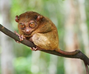 Welche Tiere mit großen Augen gibt es?