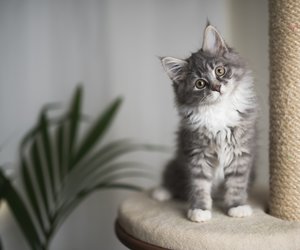 Flauschiger Familienzuwachs: 21 wunderbare Namen für eure Katze