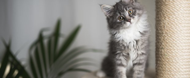 Flauschiger Familienzuwachs: 21 wunderbare Namen für eure Katze