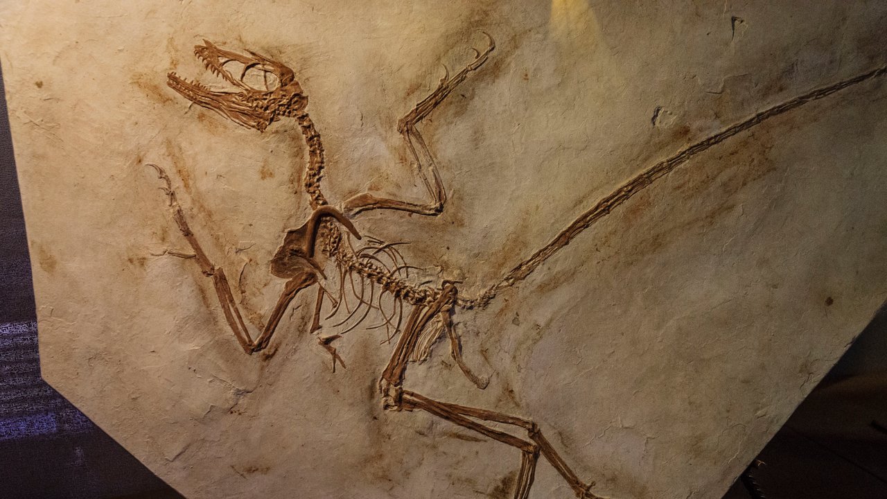 Fossil eines „Archaeopteryx“