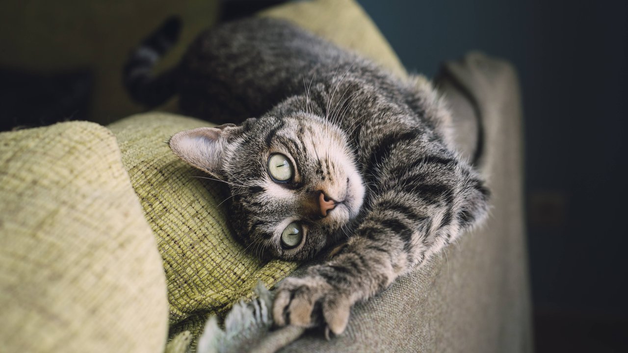 Nicht alles was wir Menschen essen ist für die Katze verträglich.
