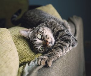 Darf meine Katze Chips naschen?