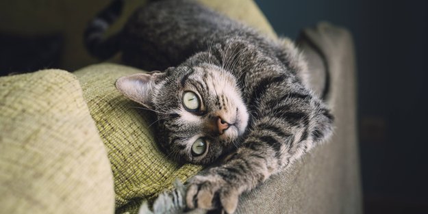 Darf meine Katze Chips naschen?