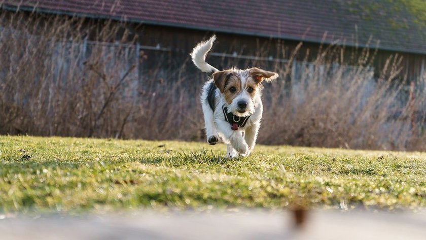 Jack Russell Terrier rennt