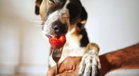 Dürfen Hunde Erdbeeren essen? Darauf solltest du Acht geben