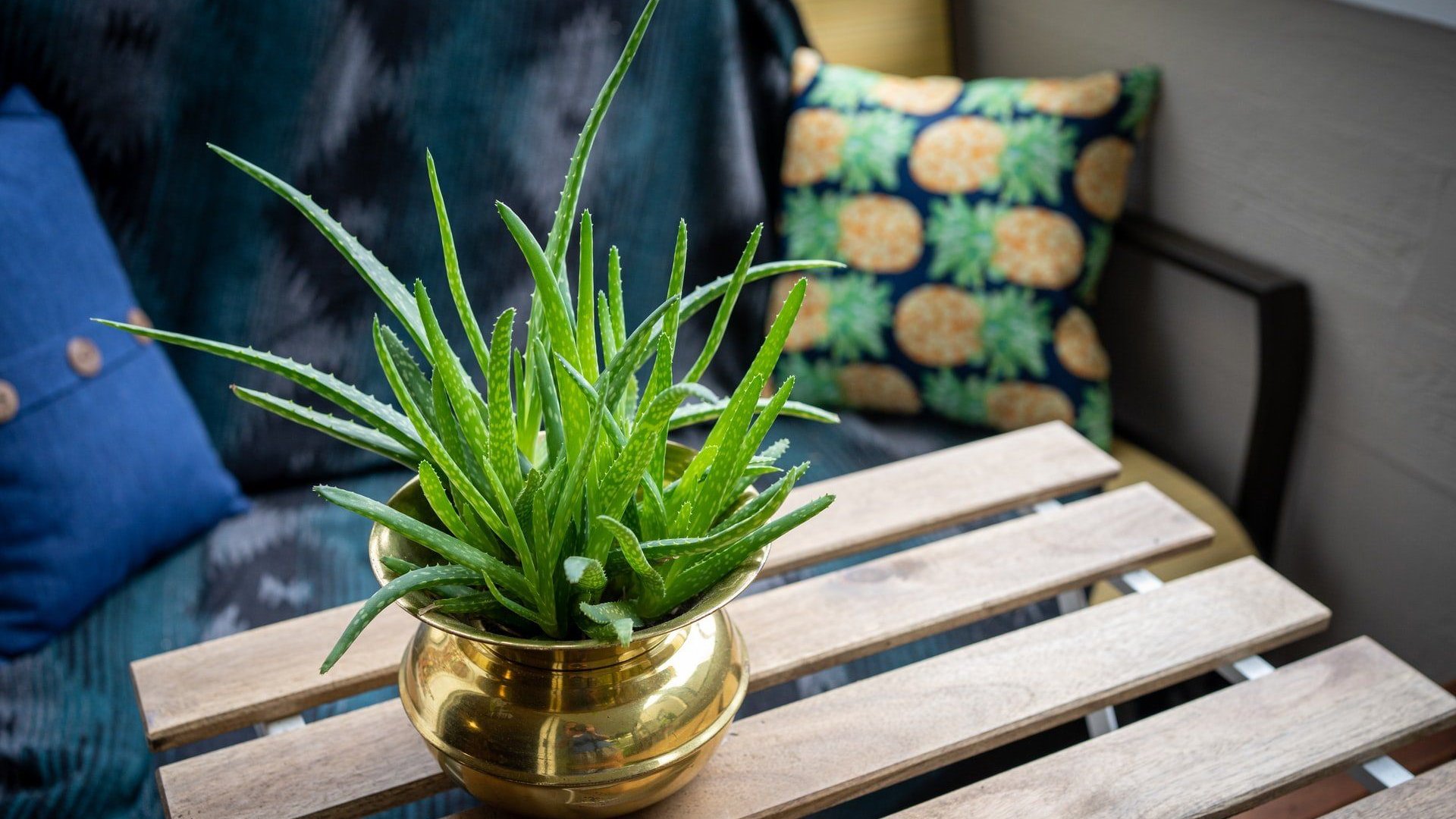 aloe vera plant uses for face Aloe Vera Leaf Face Wash