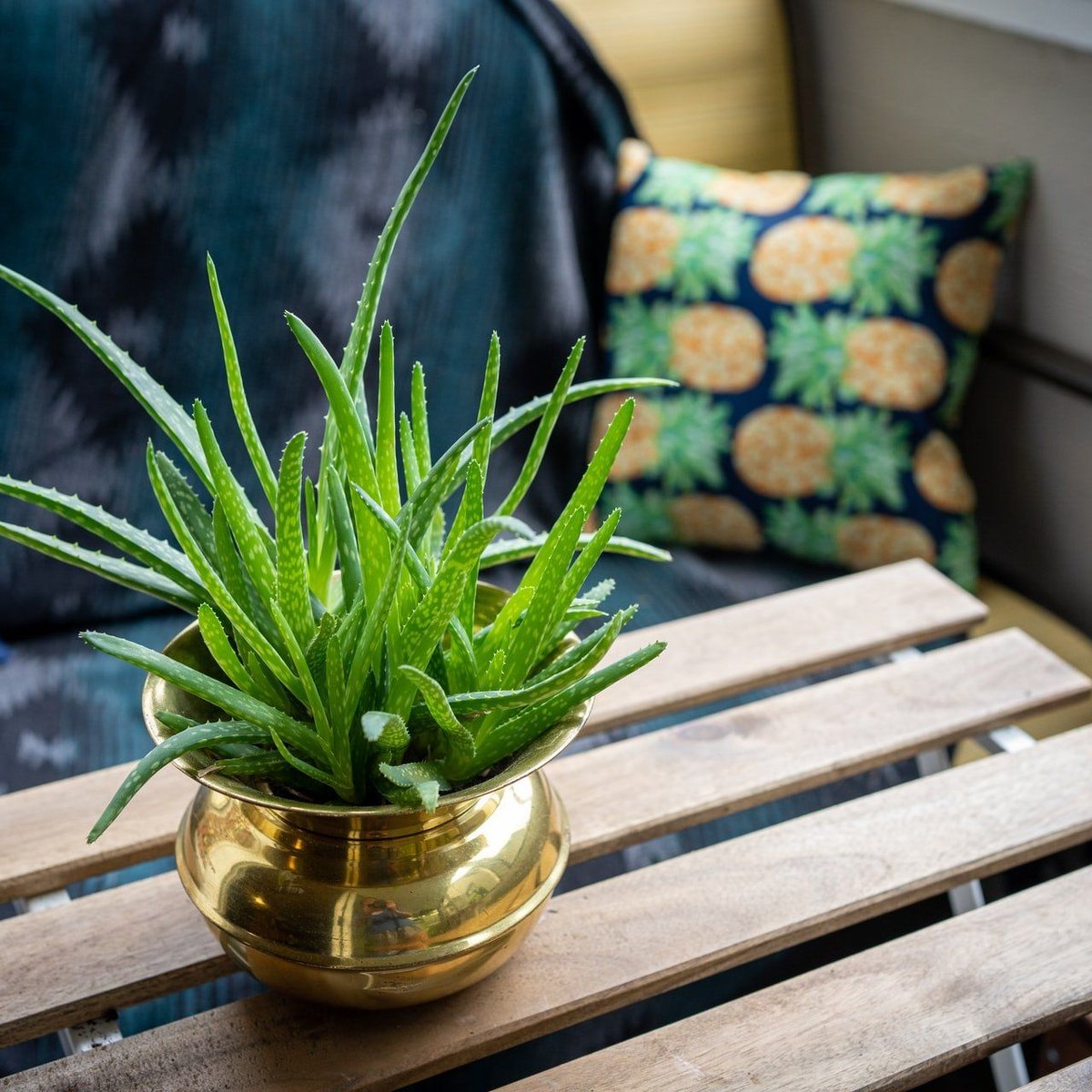 Aloe Vera gieen: Wie viel Wasser braucht die Wstenlilie?