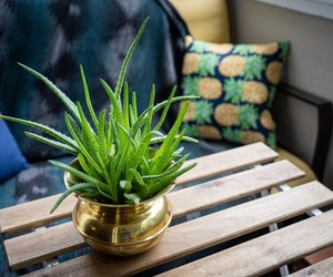 Aloe Vera gießen: Wie viel Wasser braucht die Wüstenlilie?