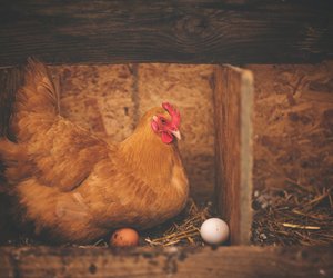 Wie&#x20;lange&#x20;br&#x00FC;ten&#x20;H&#x00FC;hner&#x20;und&#x20;was&#x20;passiert&#x20;dabei&#x20;mit&#x20;dem&#x20;Ei&#x3F;