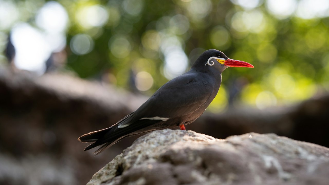 Die Inkaseeschwalbe ist ein Vogel mit dem Anfangsbuchstaben „I“. Welche anderen kennst du noch? 